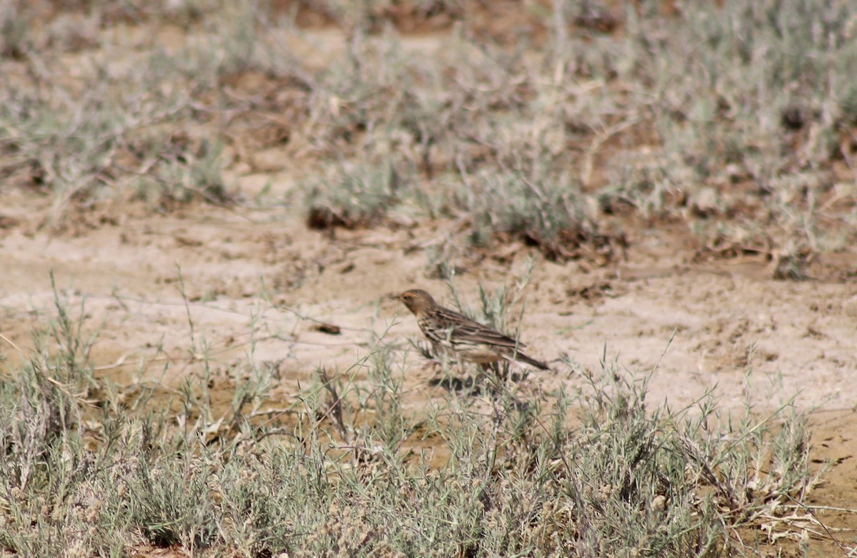Red-throated Pipit - ML333308831