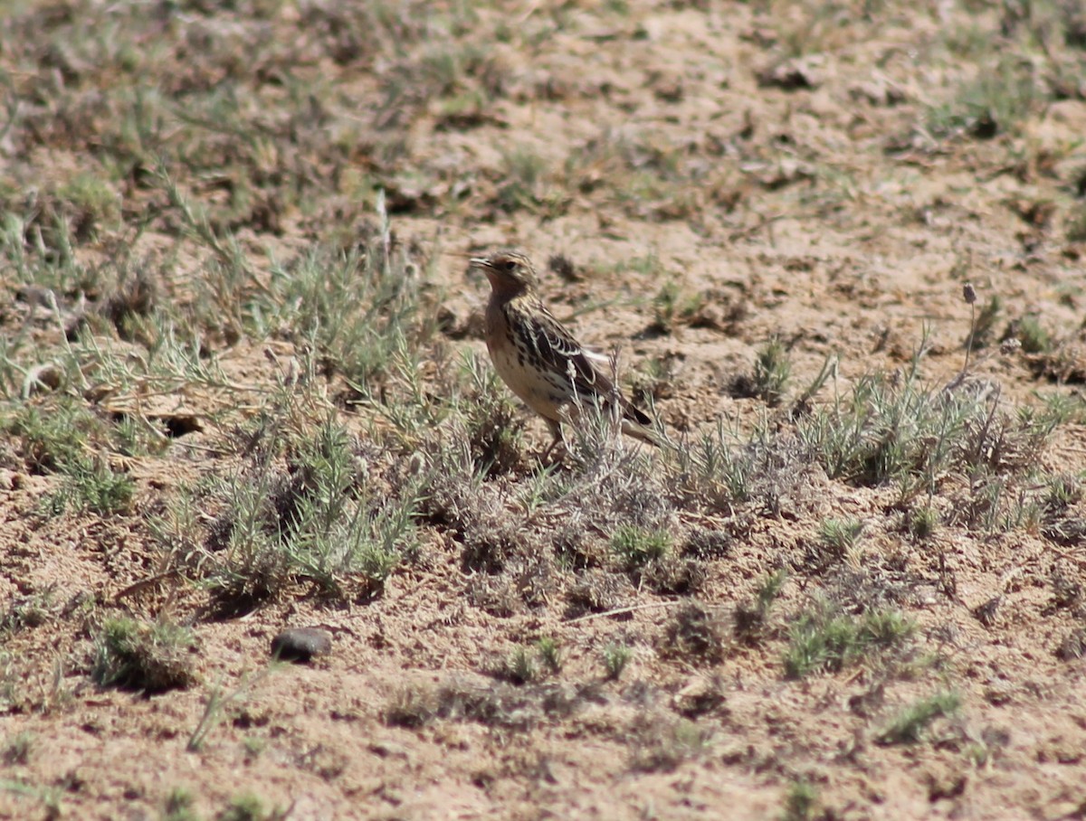 Red-throated Pipit - ML333308891