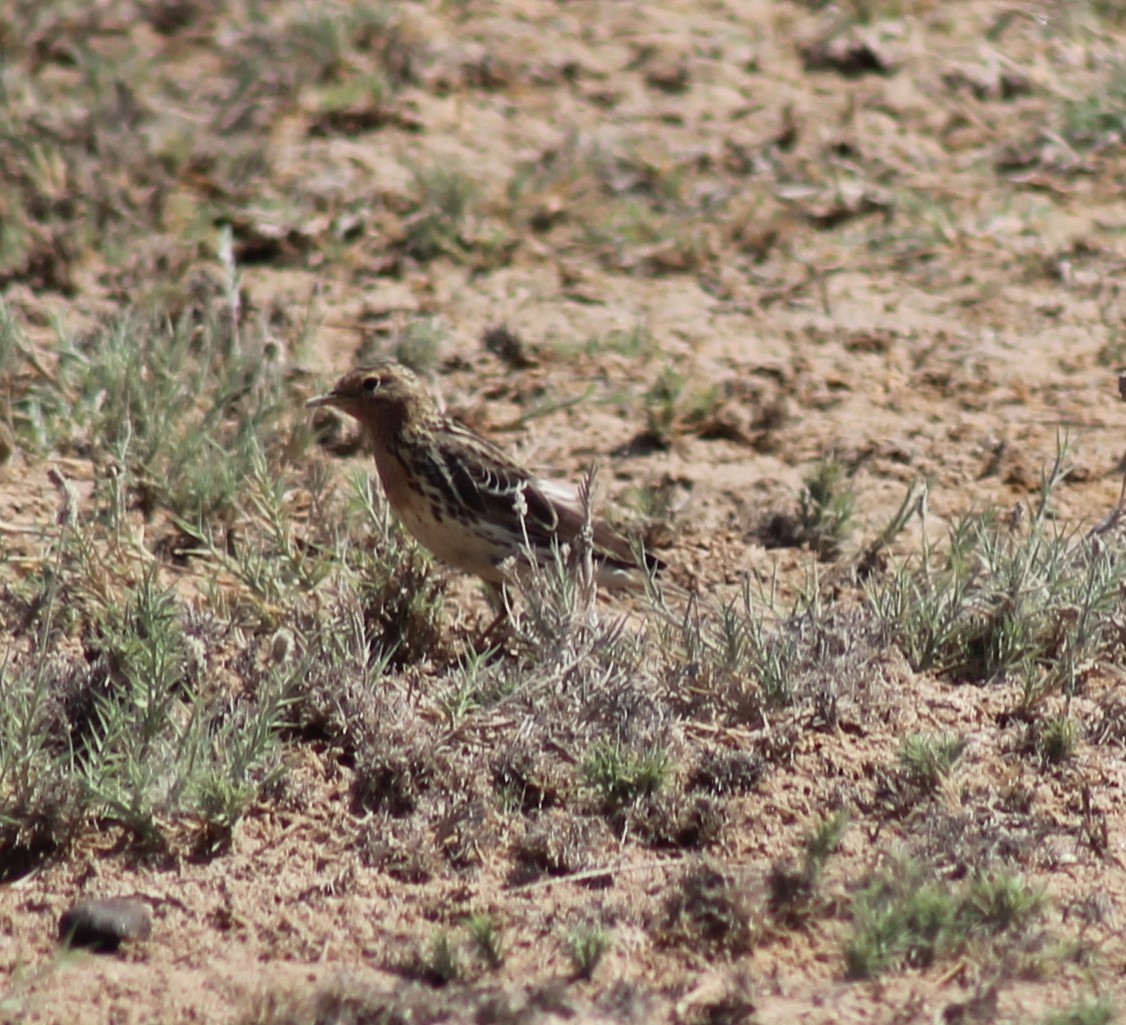 Red-throated Pipit - ML333308931