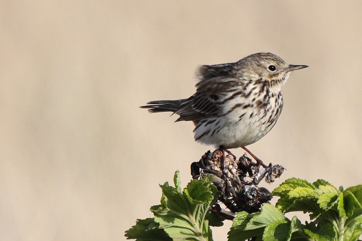 Meadow Pipit - ML333311281