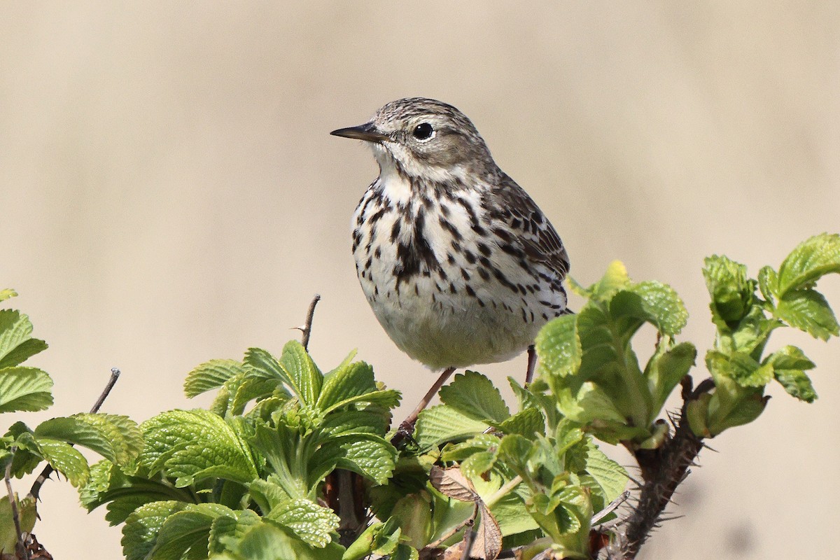 Meadow Pipit - ML333311311