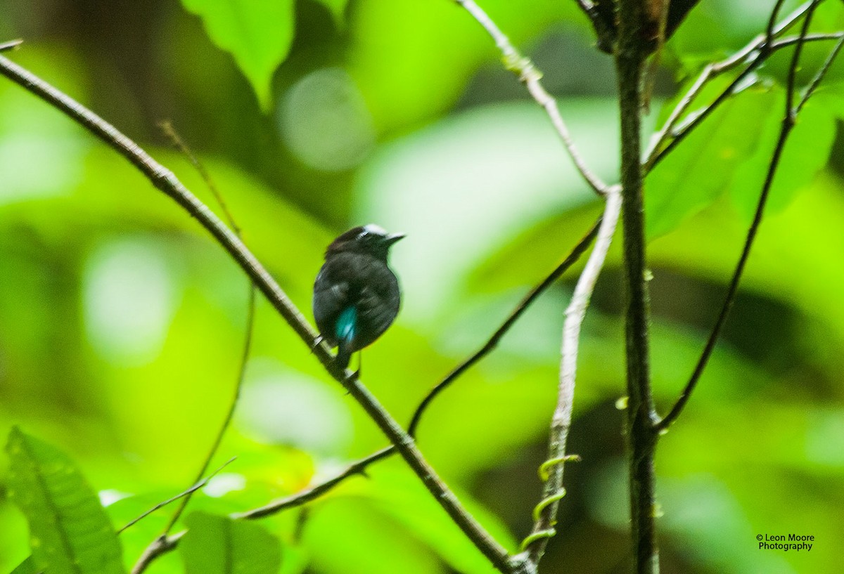 Orange-bellied Manakin - ML33331181