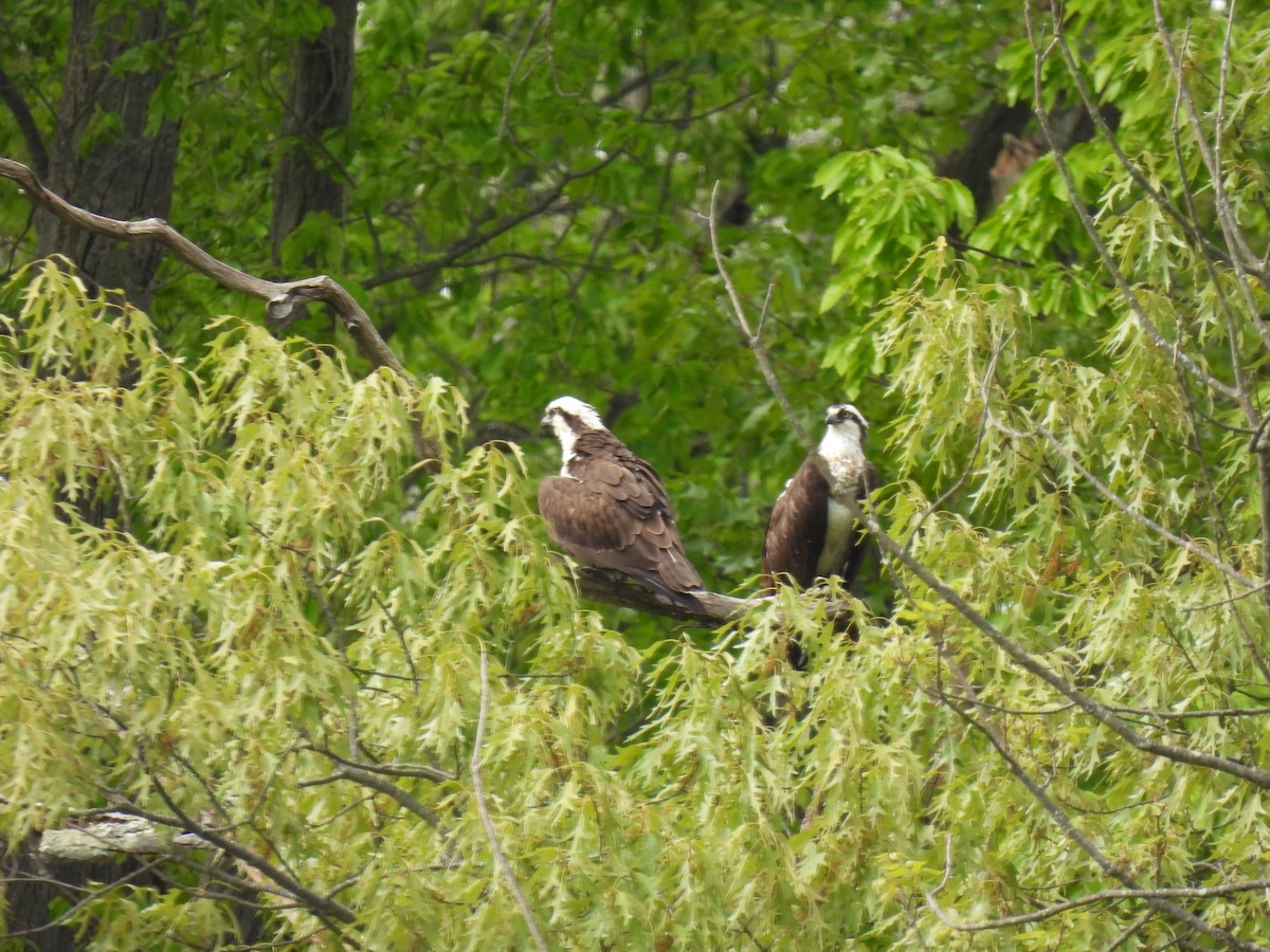 Osprey - ML333313181