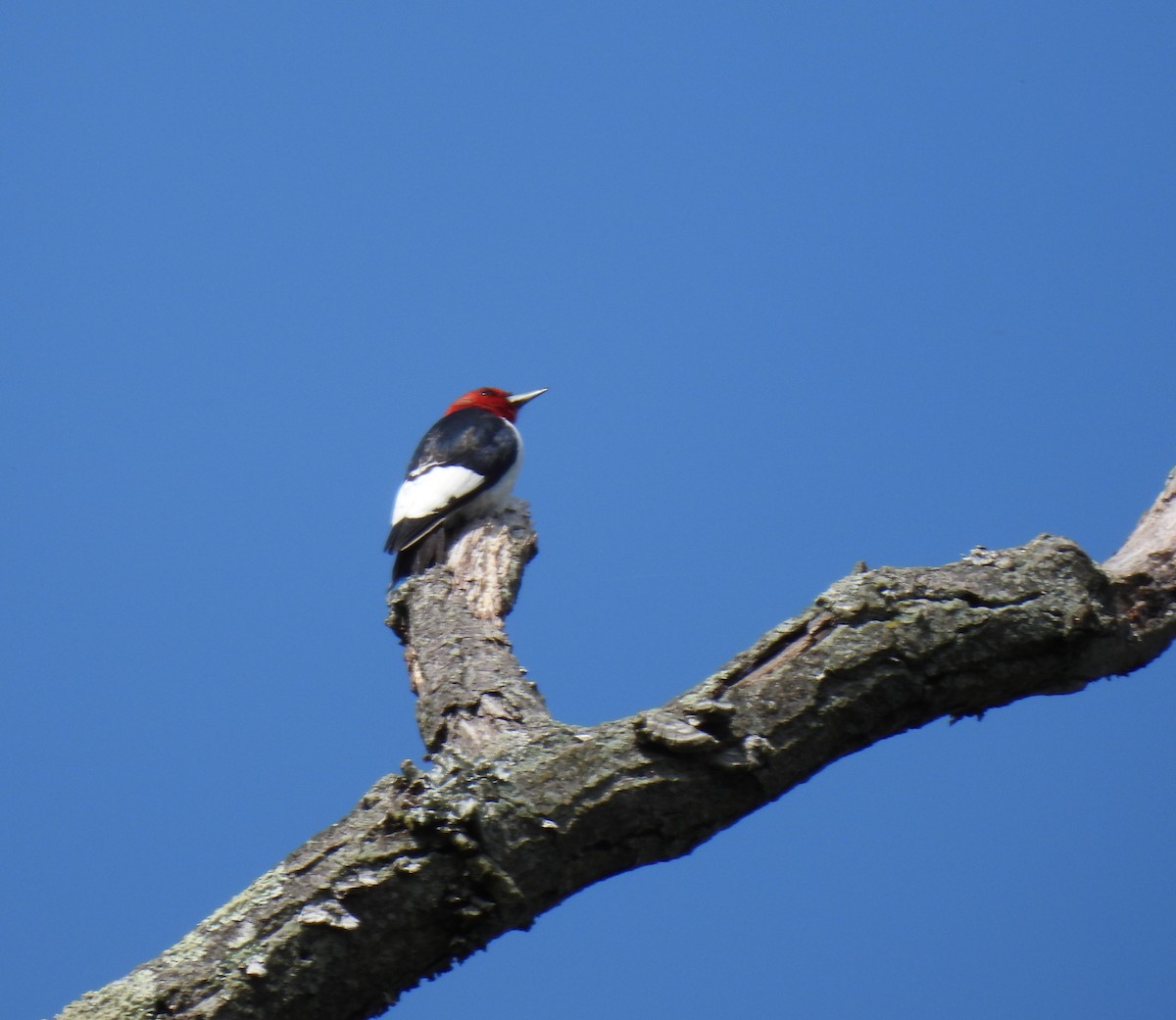 Pic à tête rouge - ML333313351