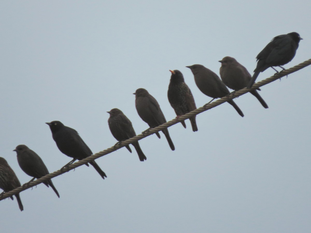 Tricolored Blackbird - ML33331391