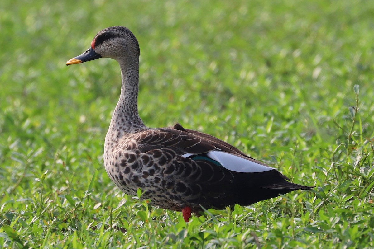 Indian Spot-billed Duck - ML333313961