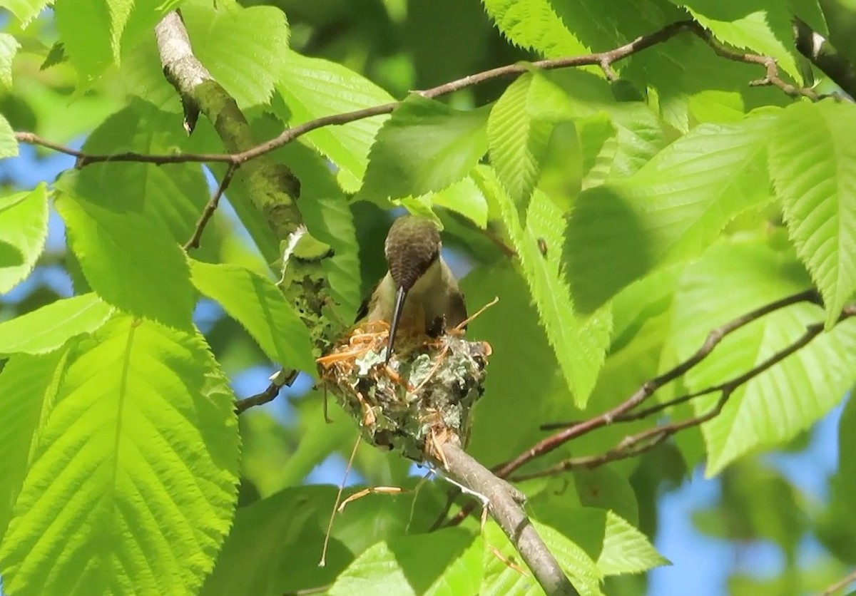 Ruby-throated Hummingbird - ML333314321