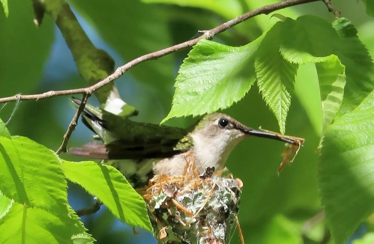 Colibri à gorge rubis - ML333314341