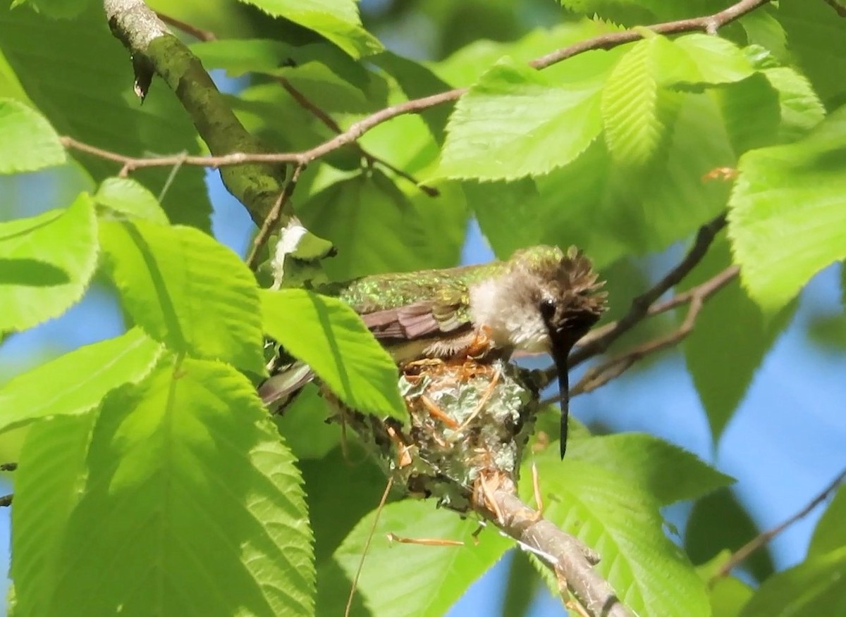 Ruby-throated Hummingbird - Jeffrey Bailey