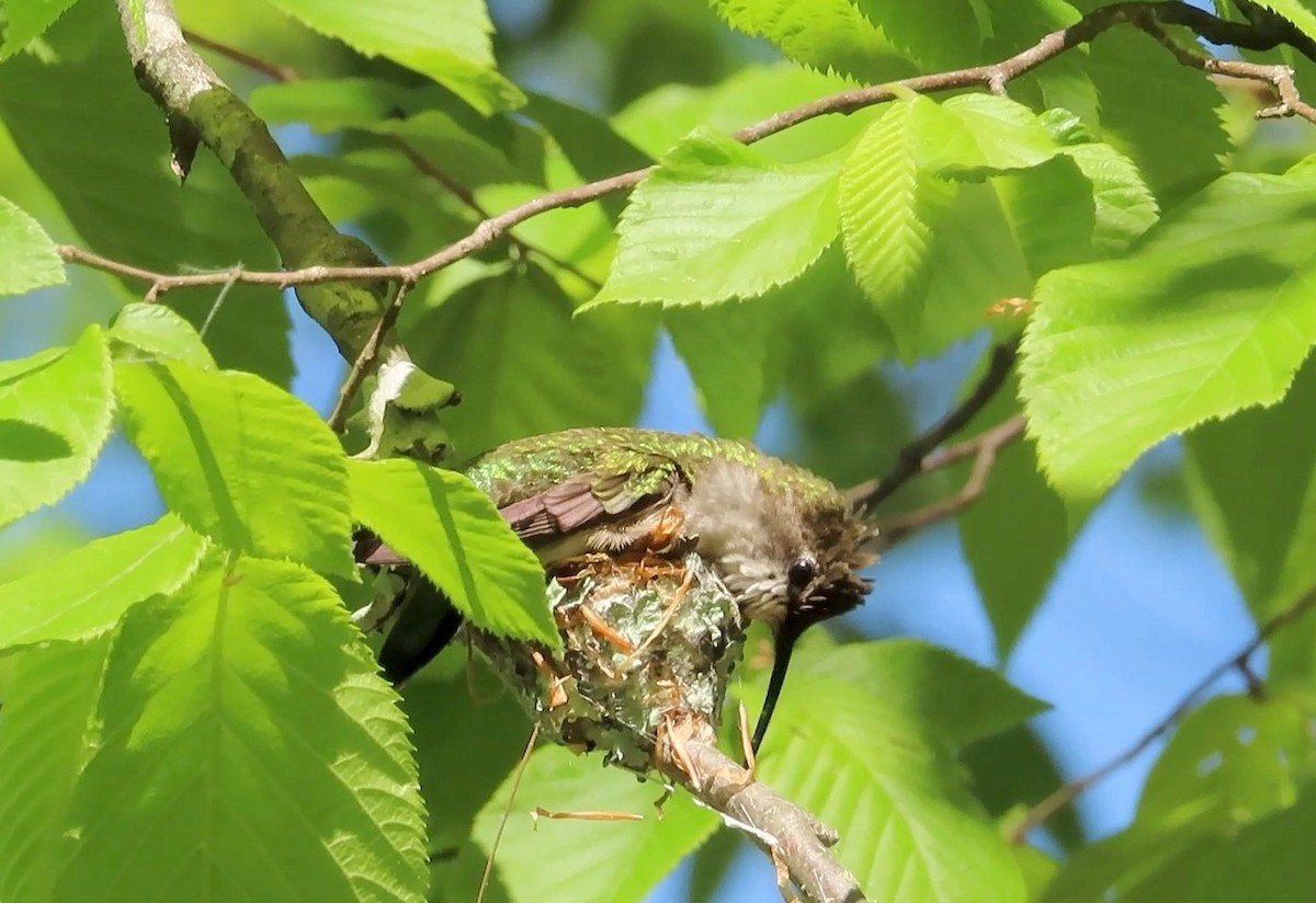 Ruby-throated Hummingbird - ML333314371