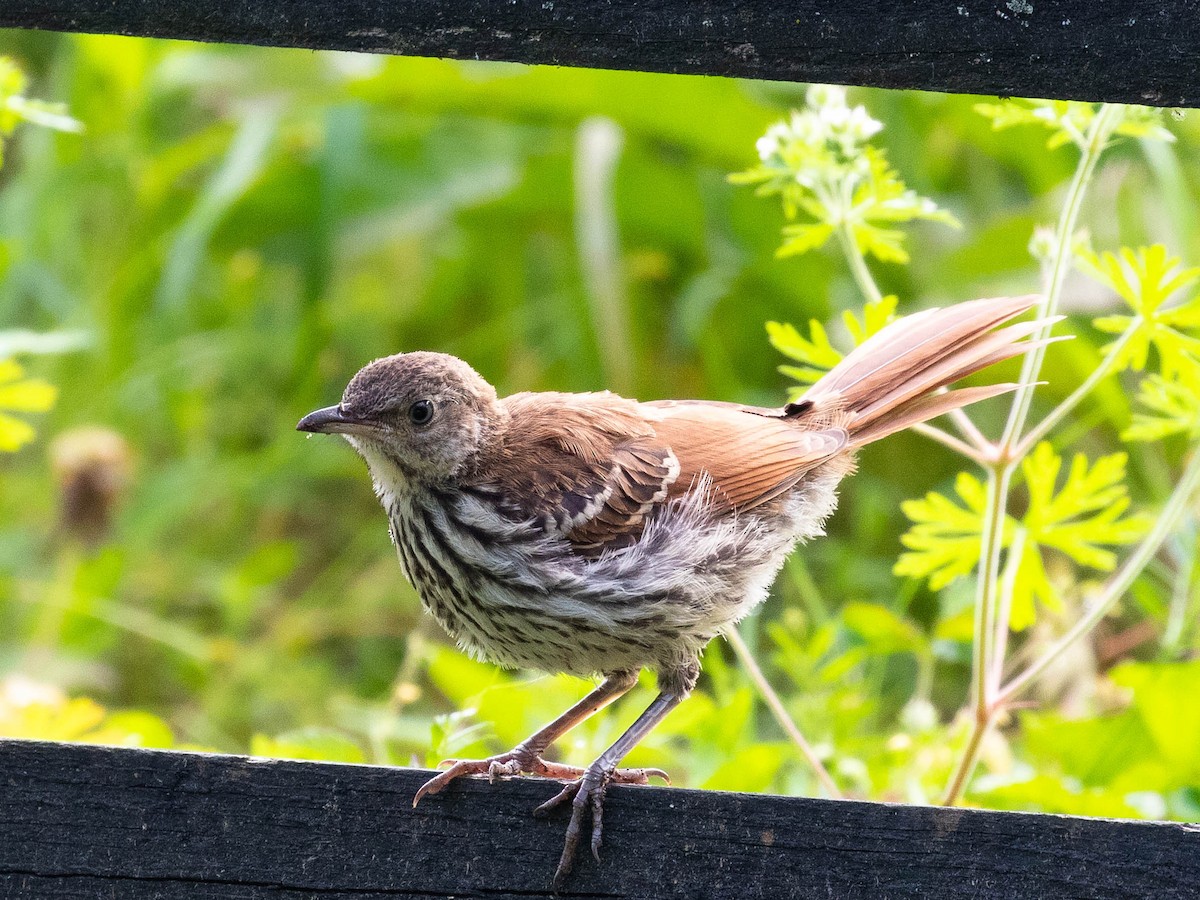 Brown Thrasher - ML333315551