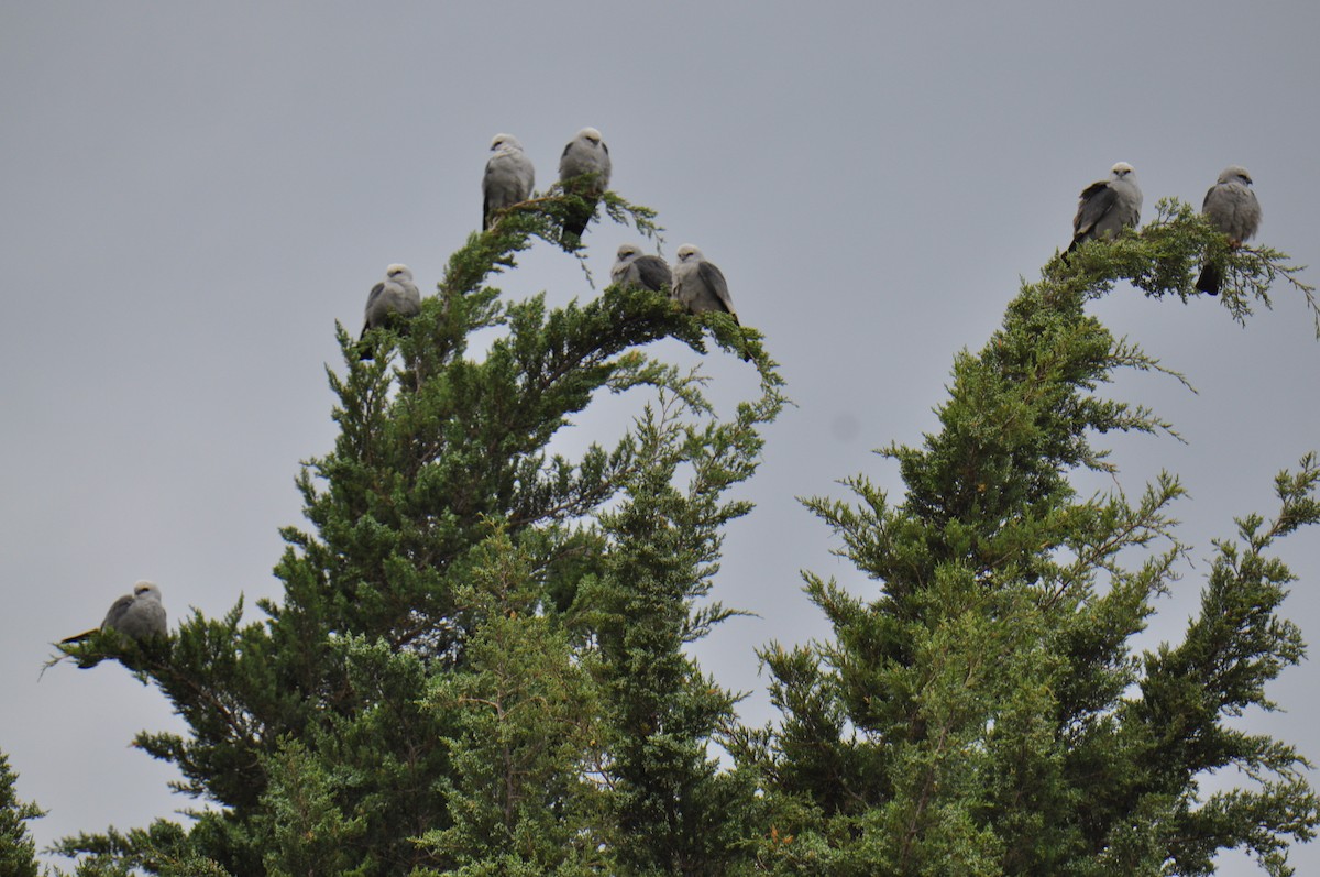 Mississippi Kite - ML333317371