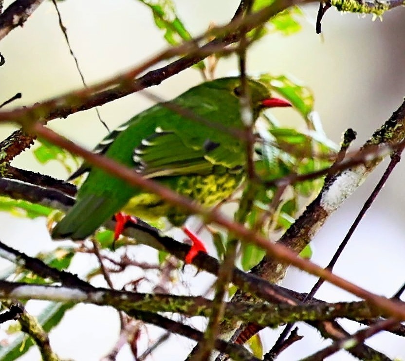 Green-and-black Fruiteater - ML333317521