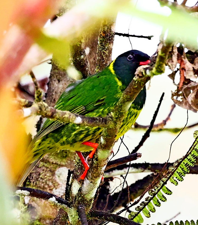 Green-and-black Fruiteater - ML333317531