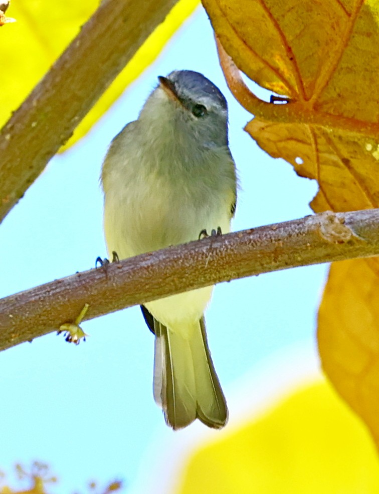 White-tailed Tyrannulet - ML333317671