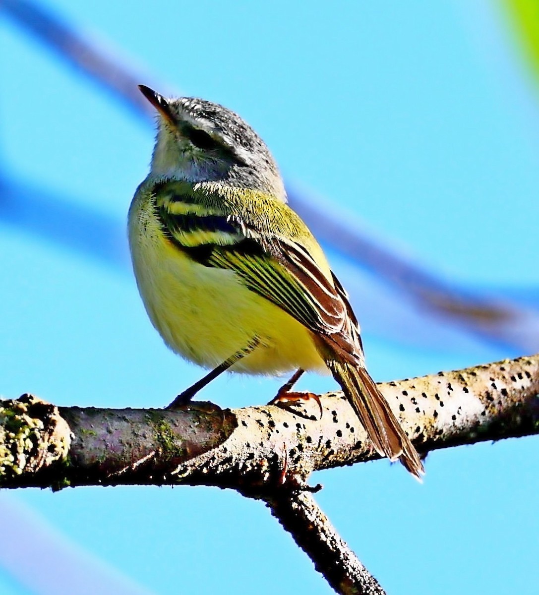 White-tailed Tyrannulet - ML333317681