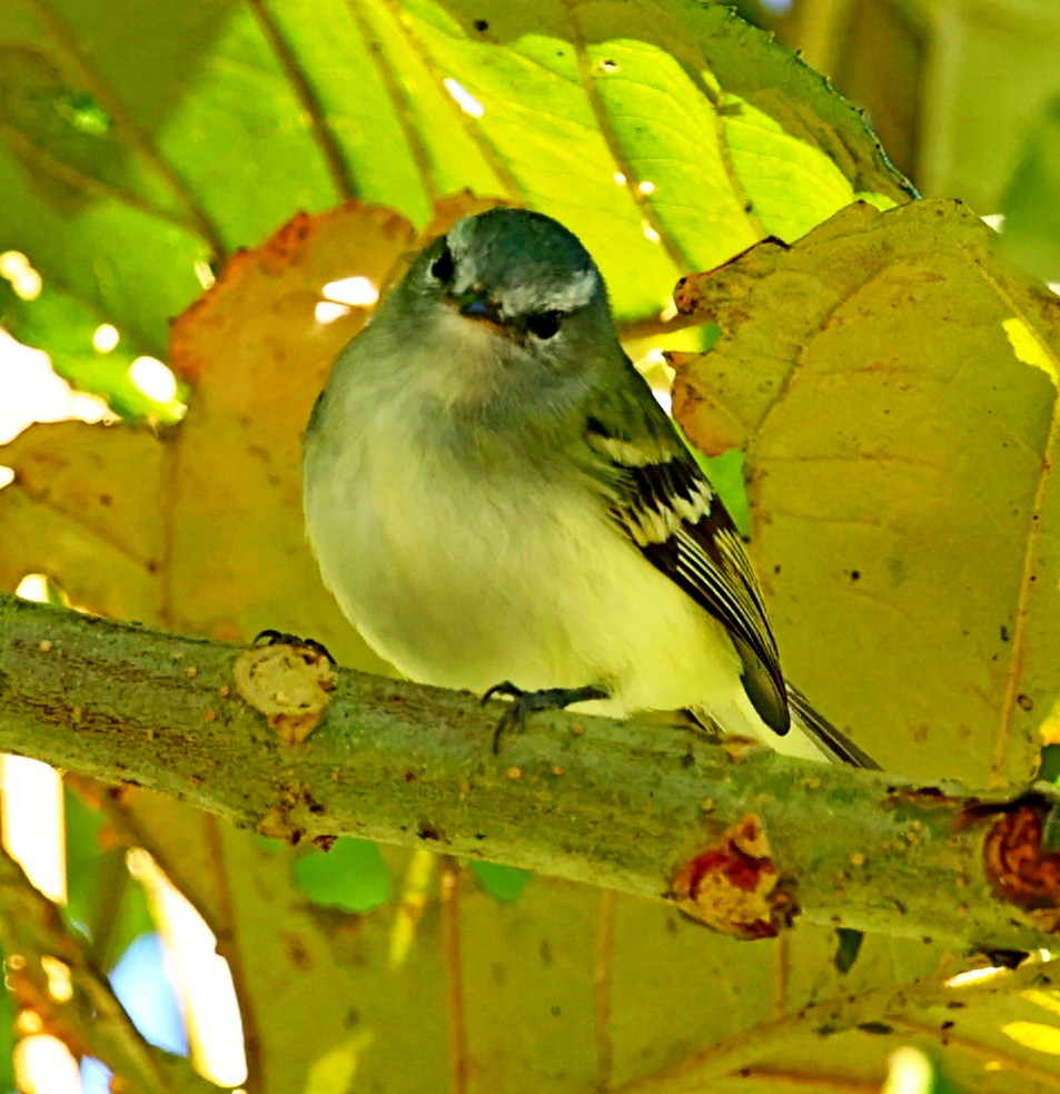 White-tailed Tyrannulet - ML333317691