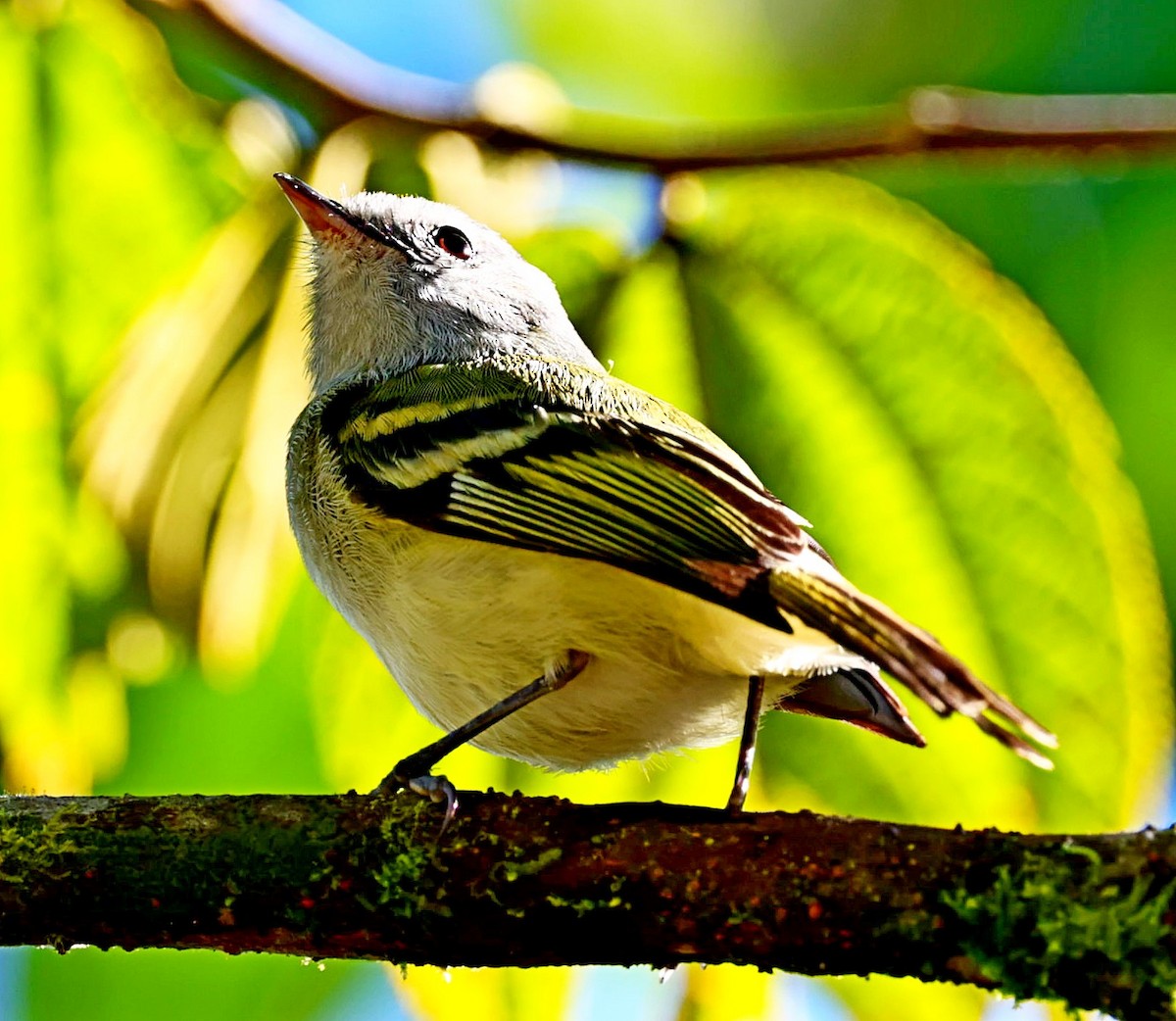 White-tailed Tyrannulet - ML333317701