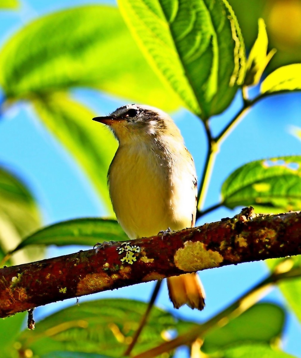 White-tailed Tyrannulet - ML333318691