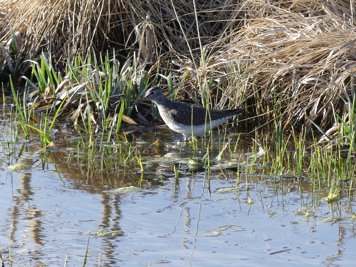 Solitary Sandpiper - Jon Manwaring