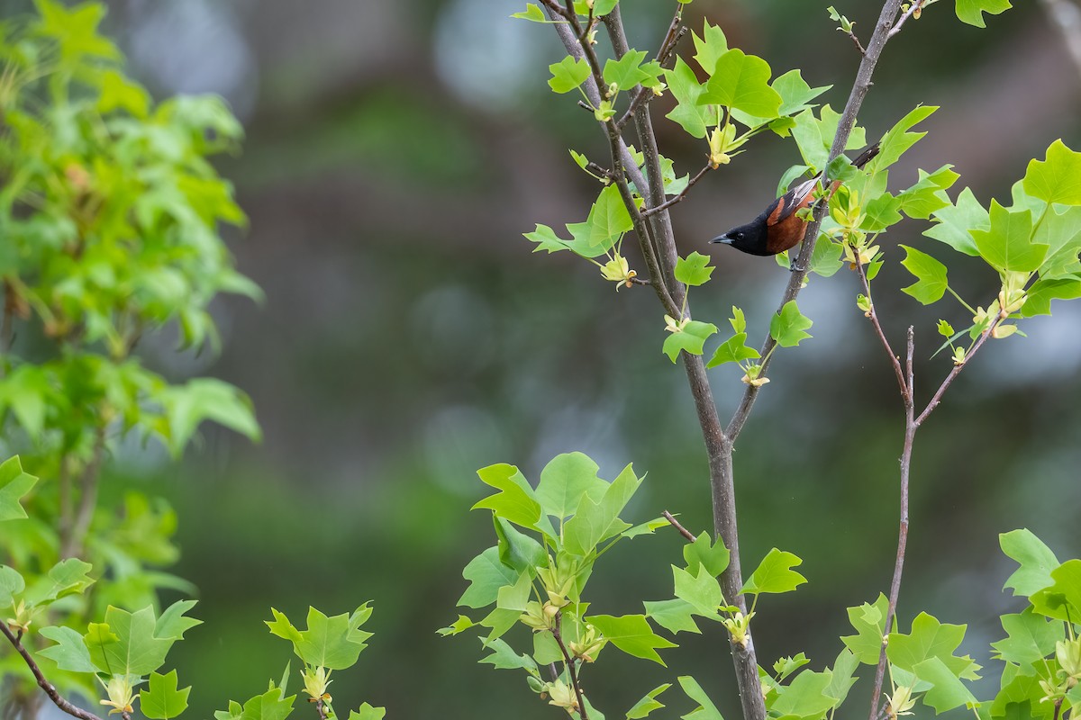 Orchard Oriole - ML333320821