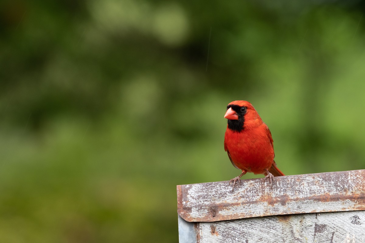 Northern Cardinal - ML333320911