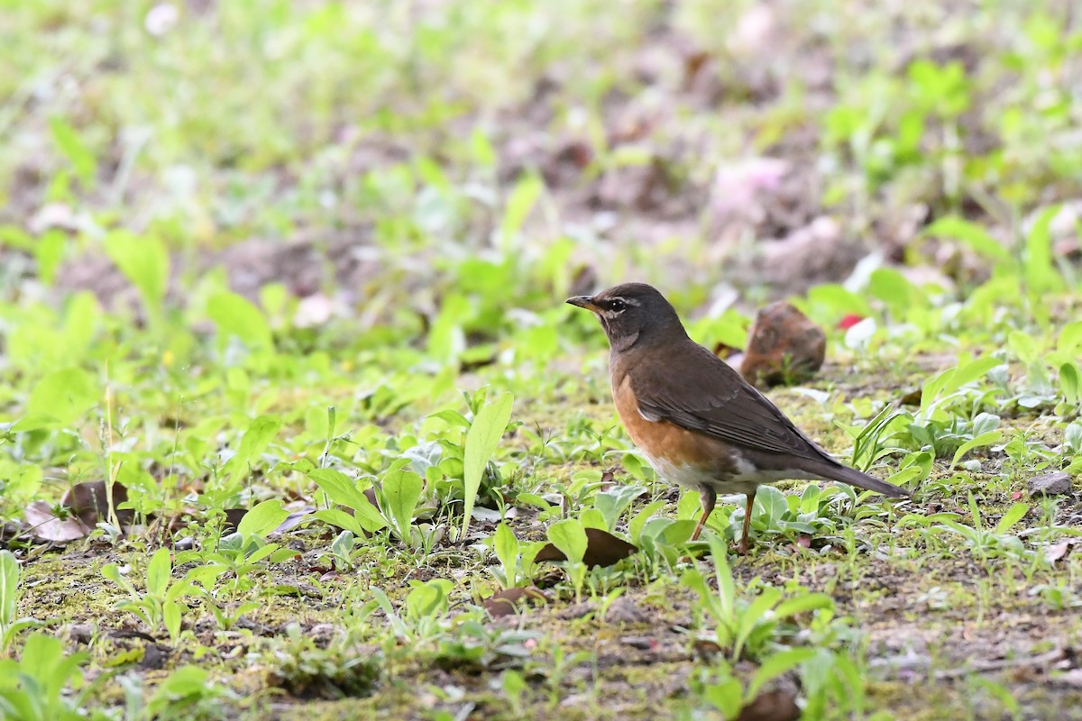 Eyebrowed Thrush - ML333323171