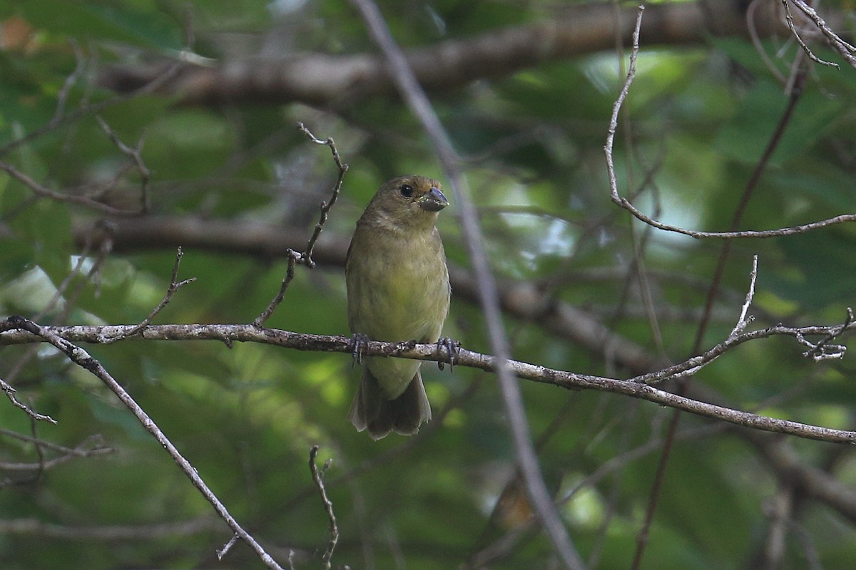 Yellow-bellied Seedeater - Kamal Mahabir