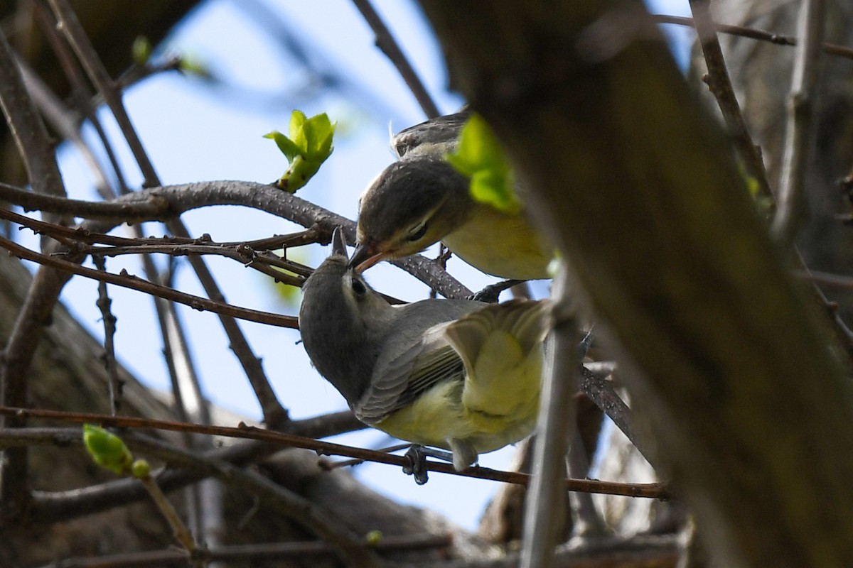 Vireo Gorjeador - ML333325121