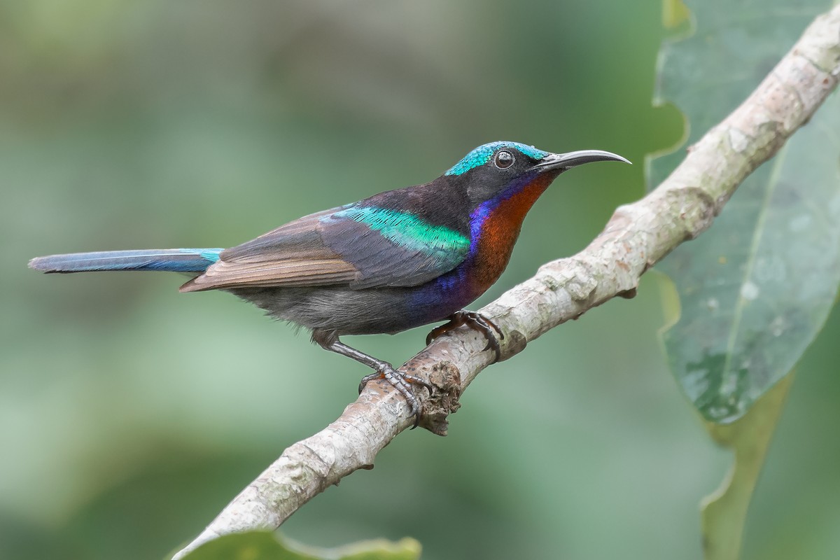 Copper-throated Sunbird - Natthaphat Chotjuckdikul