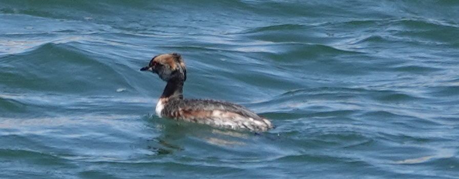 Horned Grebe - ML333329911