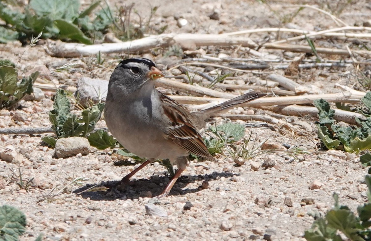 White-crowned Sparrow (Gambel's) - ML333331121