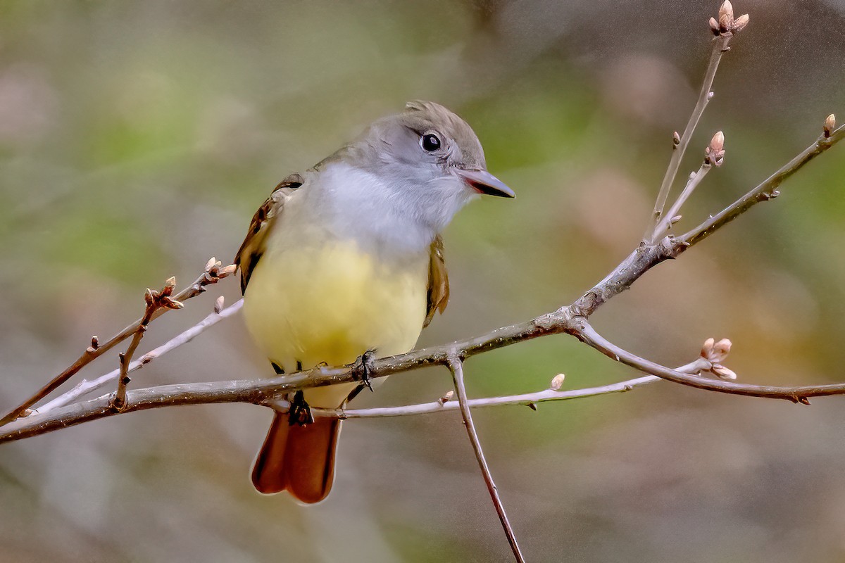 Great Crested Flycatcher - ML333332681