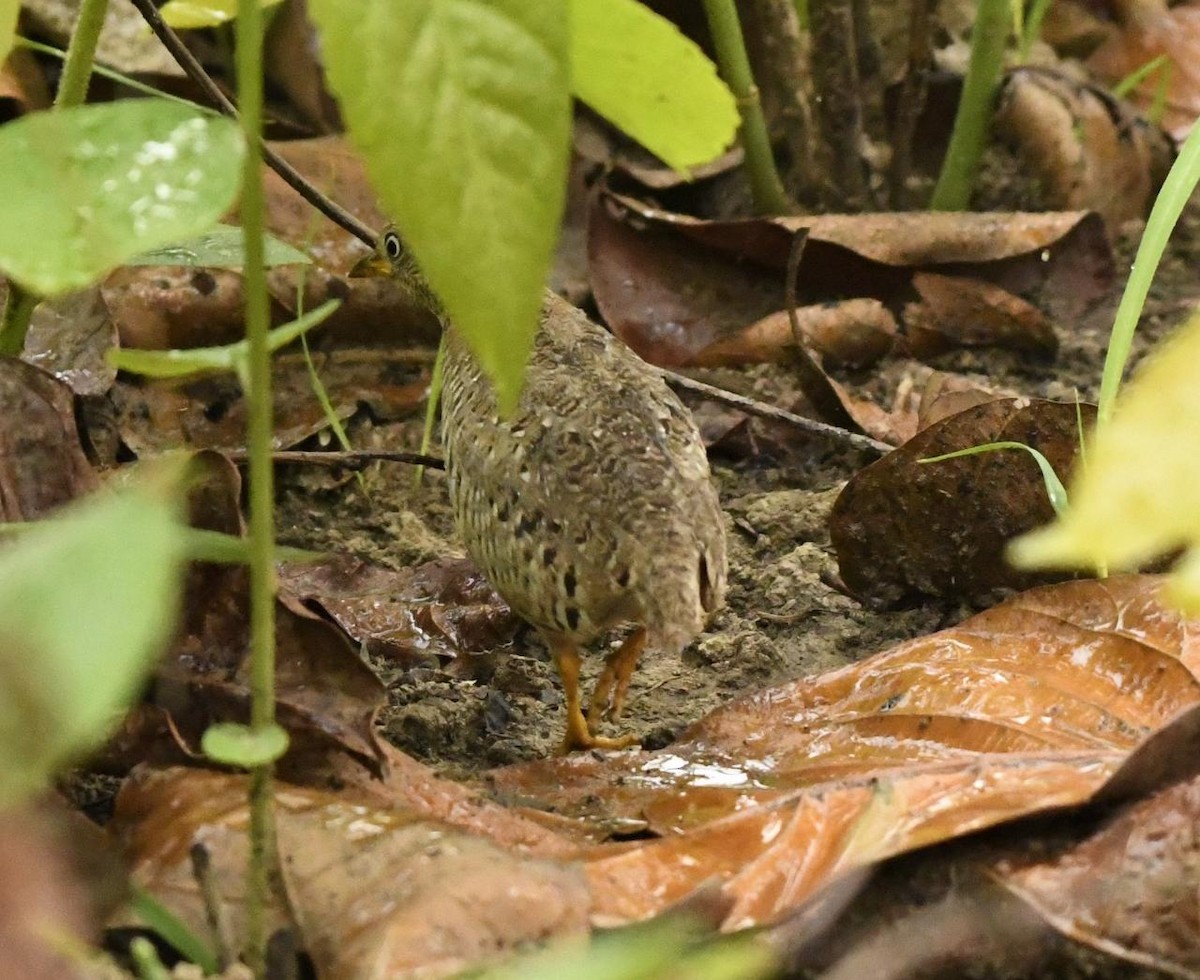 Yellow-legged Buttonquail - ML333333341