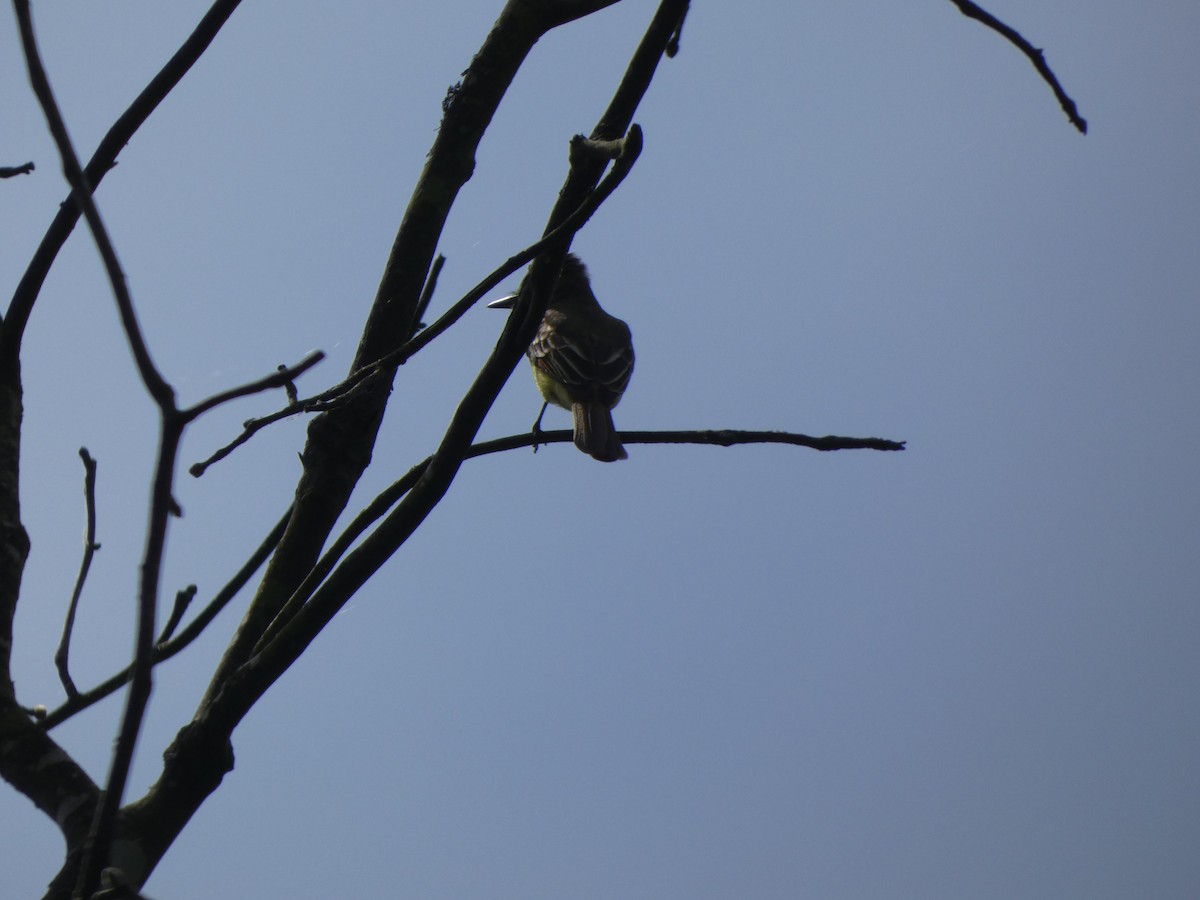 Great Crested Flycatcher - ML333333611