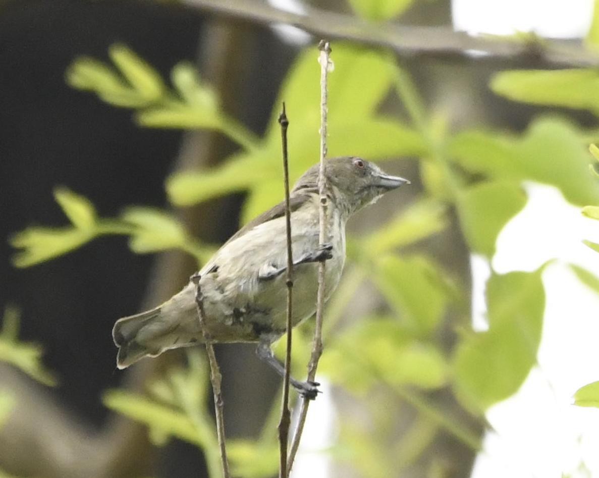 Thick-billed Flowerpecker - Sankha Misra