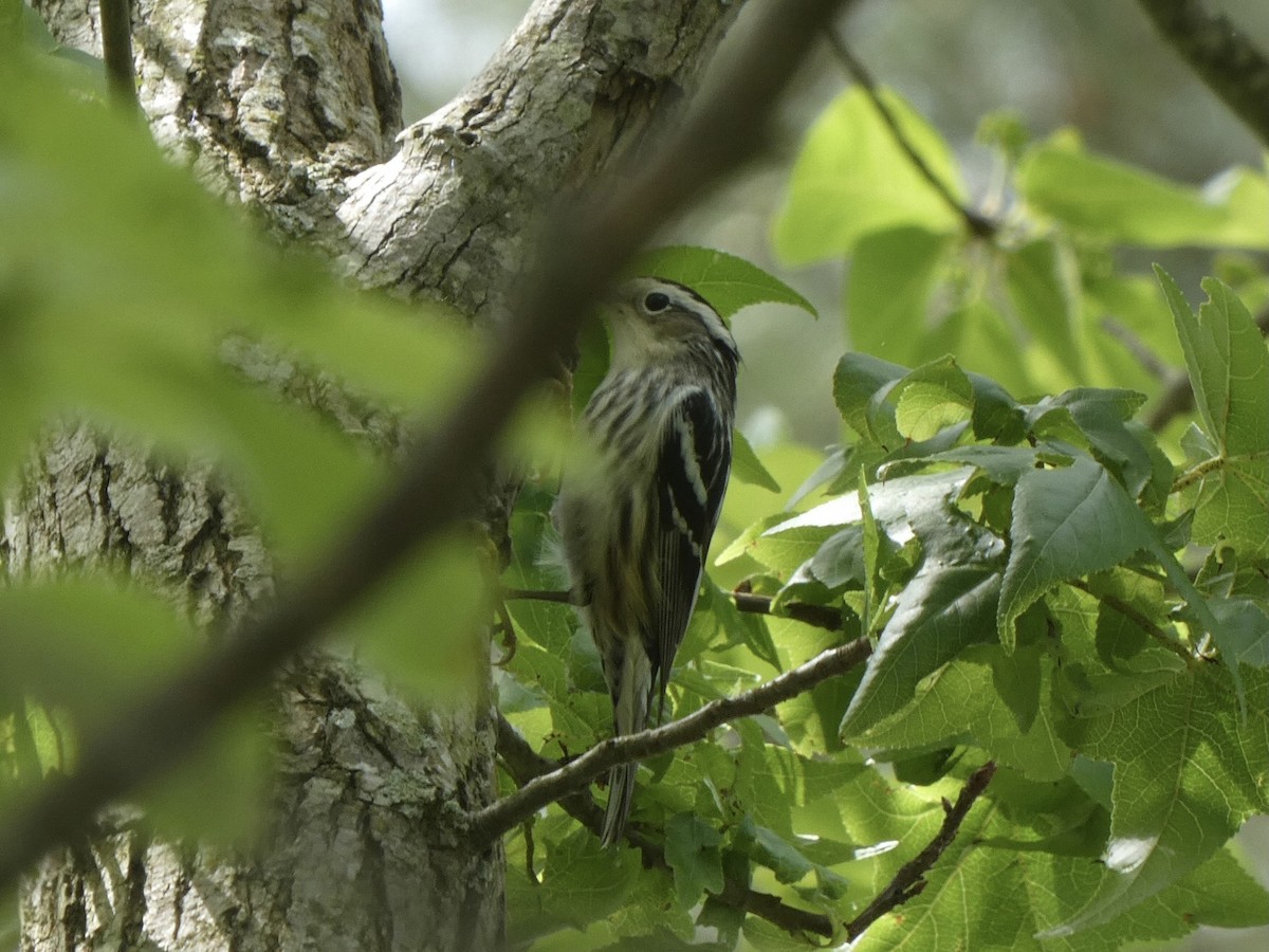 Black-and-white Warbler - ML333333901