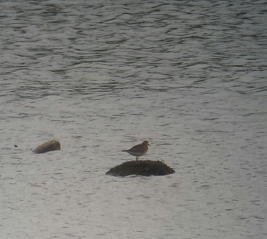 Graubrust-Strandläufer - ML333334121