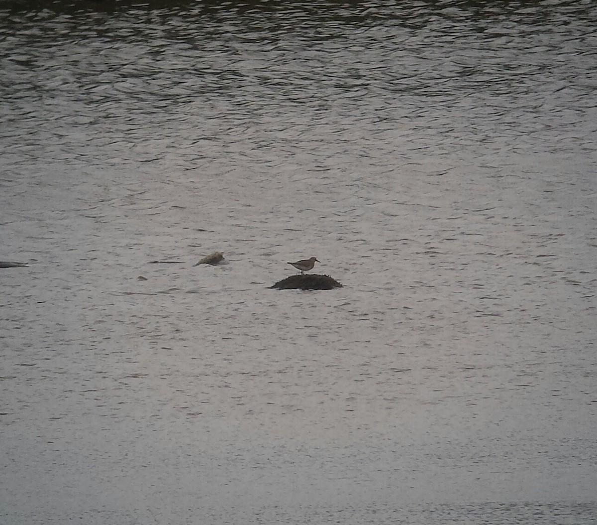 Graubrust-Strandläufer - ML333334131