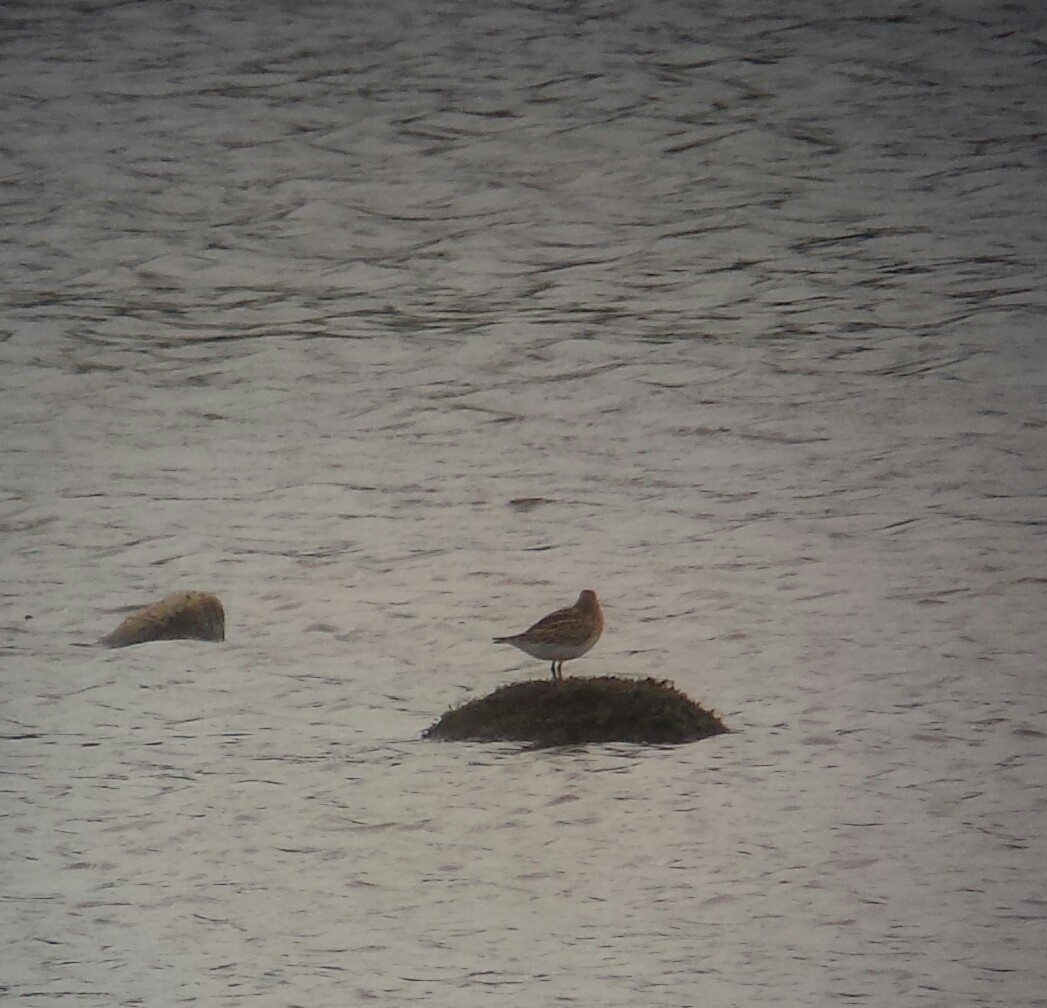 Pectoral Sandpiper - ML333334141