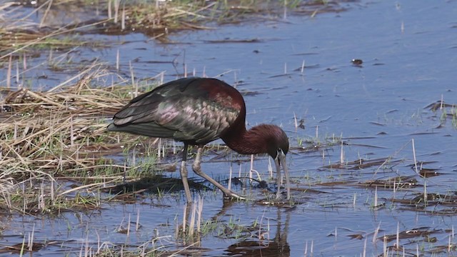 ibis hnědý - ML333334301
