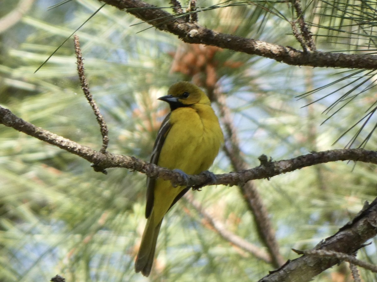Oriole des vergers - ML333334781