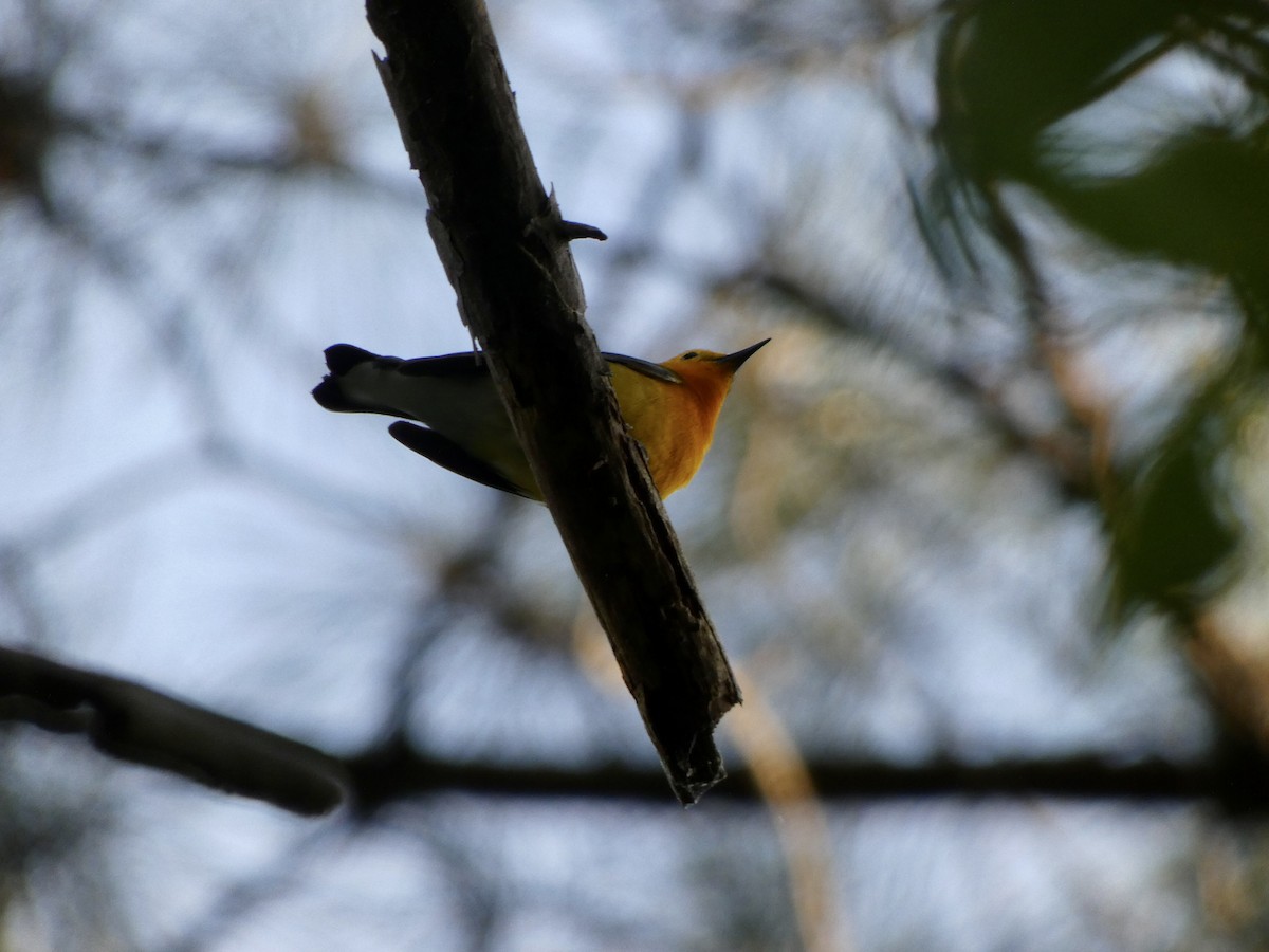 Prothonotary Warbler - Noah Rokoske