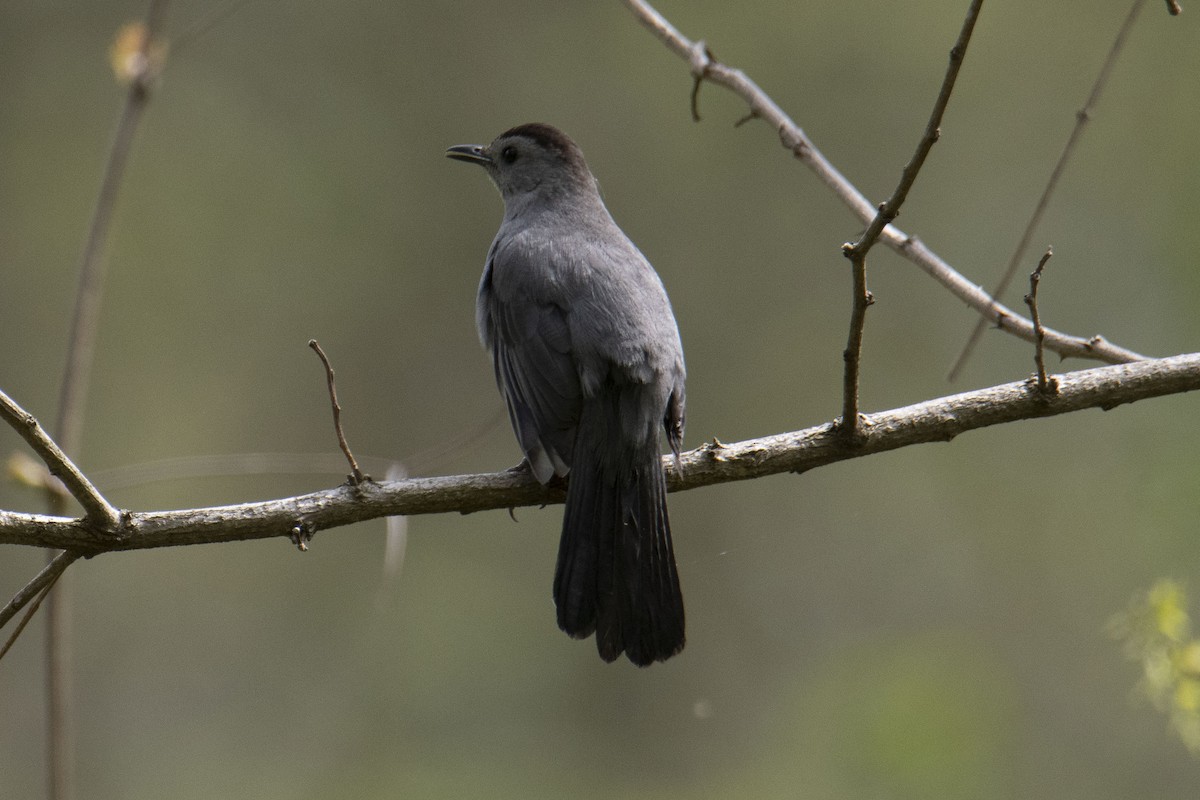 Gray Catbird - ML333337351
