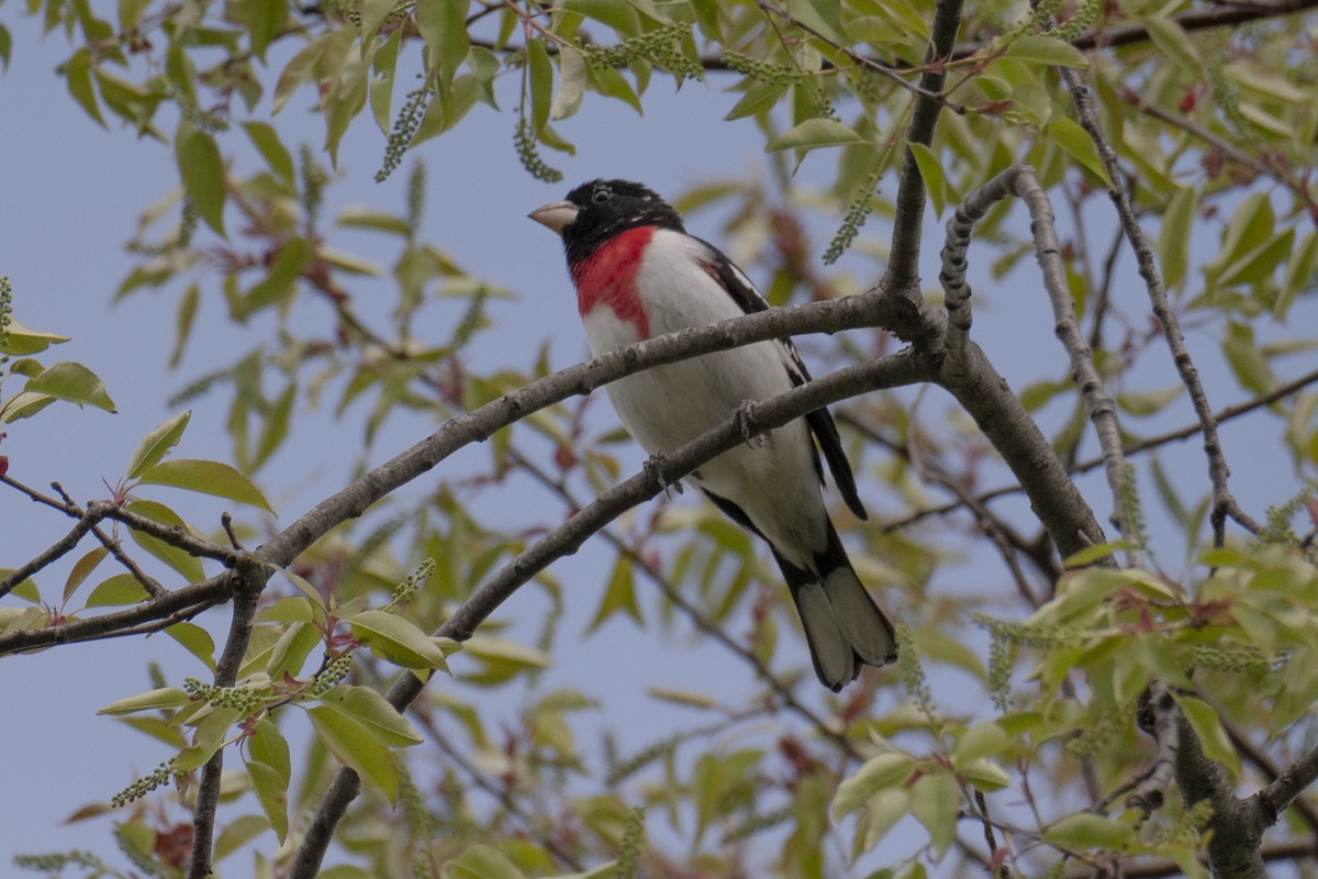 Rose-breasted Grosbeak - ML333337871