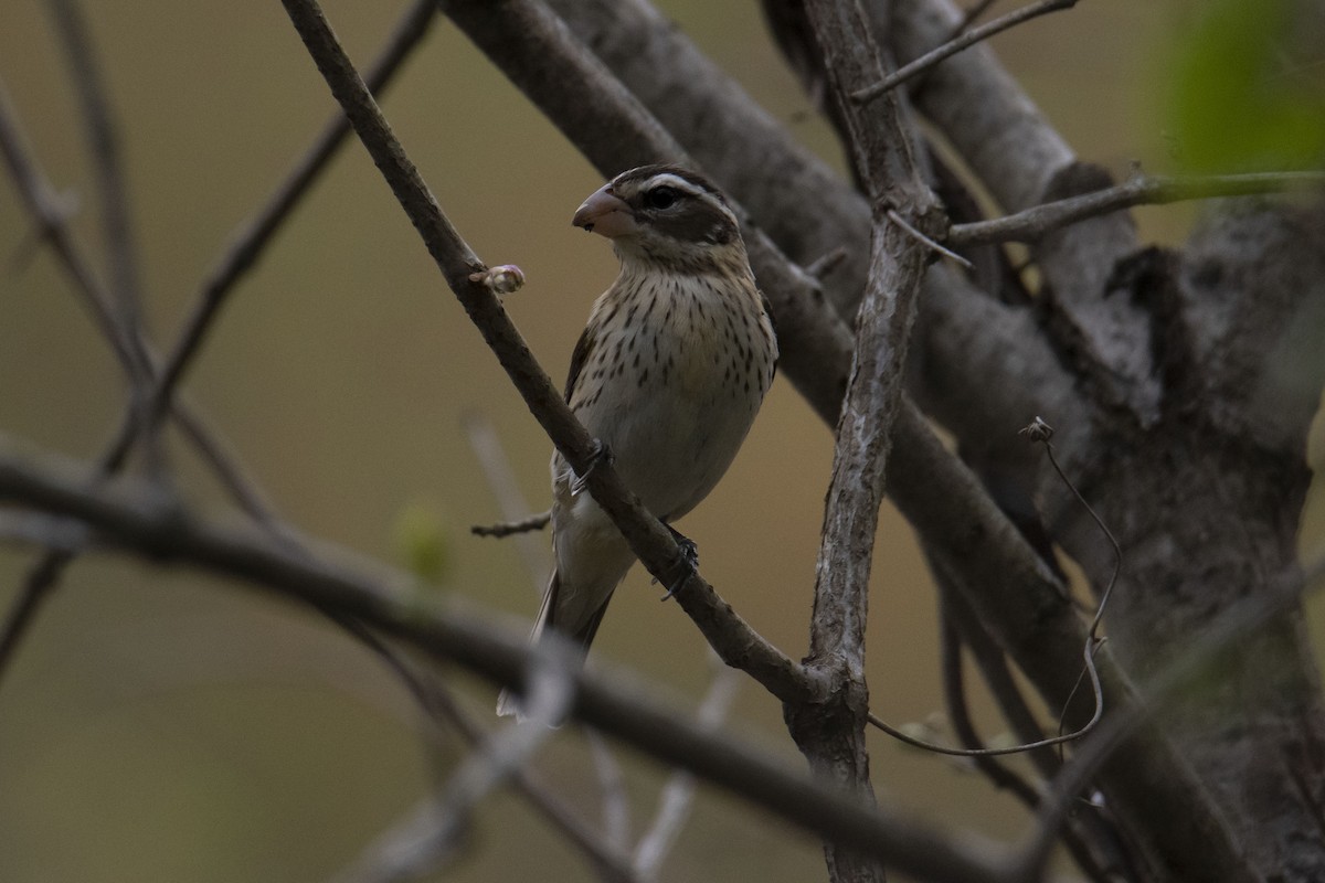 Rose-breasted Grosbeak - ML333337891