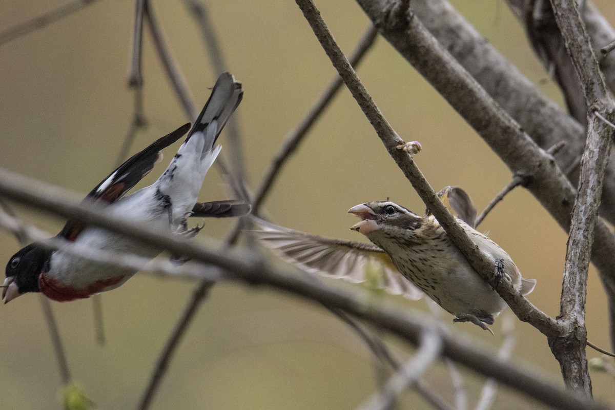 Rose-breasted Grosbeak - ML333337901