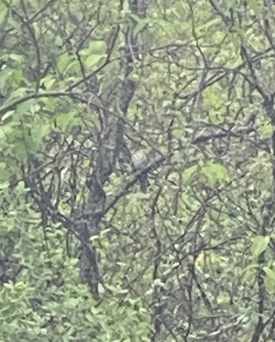 Black-billed Cuckoo - ML333340291