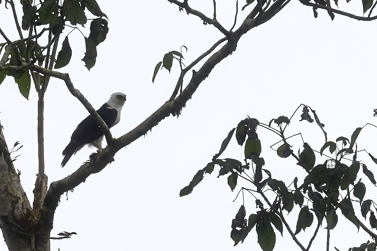 Black-and-white Hawk-Eagle - ML333342891