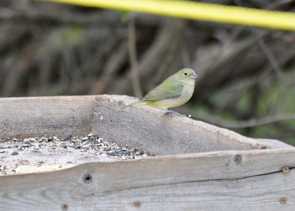 Painted Bunting - Anonymous